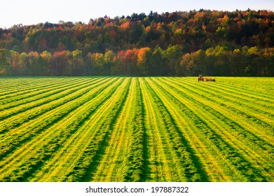 Old Farm Tractor In A Mowed Field In Stowe Vermont, USA