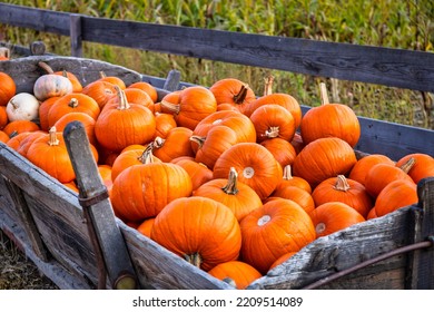 Old Farm Wagon Full Of Orange Pumpkins