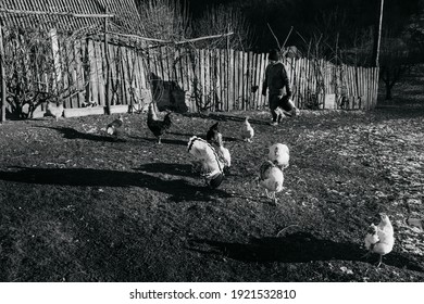 Old Farmer Giving Food To Turkeys, Chickens And Other Domestic Birds