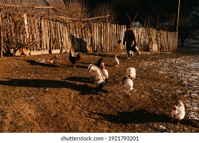 Old Farmer Giving Food To Turkeys, Chickens And Other Domestic Birds