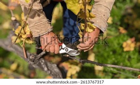 Old Farmer Hands manually Pruning Grapevine in a Vineyard