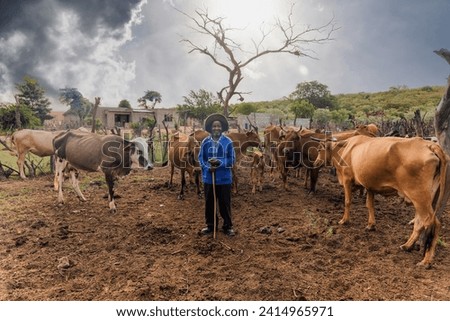old farmer herding his cattle into the kraal late afternoon, village in south africa