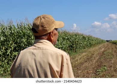 Old farmer stands on a rural road and looking at corn field, back view. Elderly man in baseball cap inspects the crop, high corn stalks, good harvest