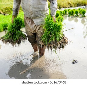 Old farmer working on rice plantation