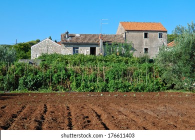 Old Farmhouse With Field Of Vegetables