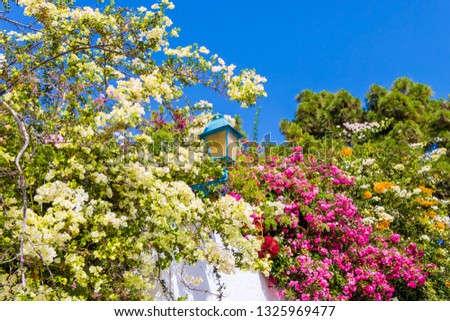 Old fashioned street light surrounded by a sea of oleanders flowers in Sidi Bou Said, Tunisia