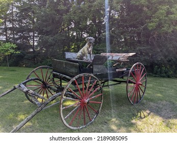 Old Fashioned Wagon Ride For Puppy 