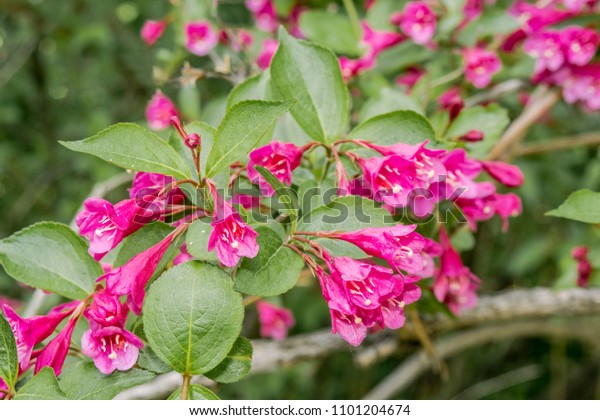 Old Fashioned Weigela Weigela Florida Park Stock Photo 1101204674 ...