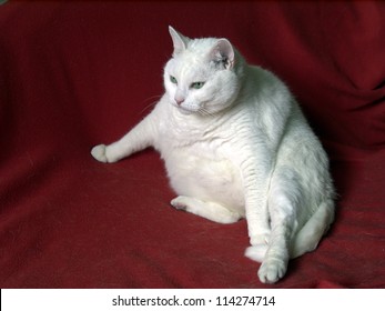 Old fat cat. Moscow, summer 2012. - Shutterstock ID 114274714