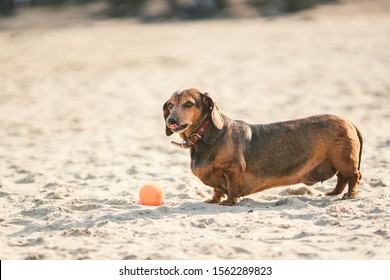 An old fat little brown dachshund dog plays with a rubber red ball on a sandy beach in sunny weather.