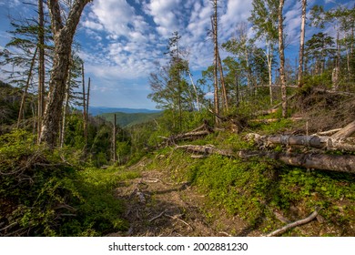 An old felling area with a destroyed forest in the taiga. A road washed out by a heavy downpour in the taiga.