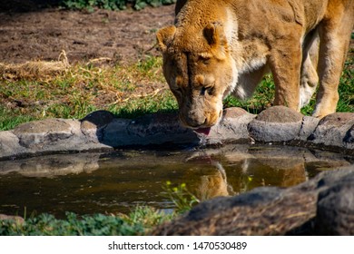 Old Female Lion Drinking Water Portrait