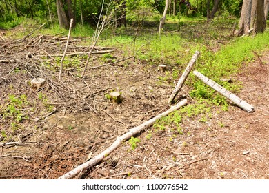 An Old Fence Out Of Use After The Forest Was Cut Down Due To The Devastating Affects Of The Emerald Ash Borer Killing The Forest.   The Nearby Stumps Are From The Removed Ash Trees. 