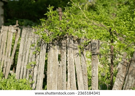 Old fence overgrown with greenery. Fence and bushes. Countryside in detail. Rotten board.
