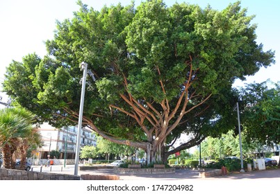 Ficus microcarpa