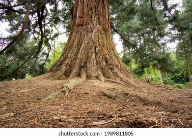 Old Fir Tree Roots Example