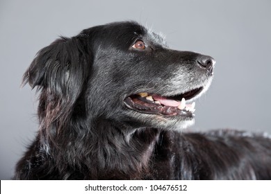 Old Flatcoated Retriever Dog Isolated On Grey Background. Studio Shot.