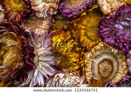 Old flower odorless