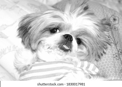 Old Fluffy Shitzu Dog Lay Down On The Bed. Monochrome And Soft Focus Concept. Cutie And Funny Dog's Face.