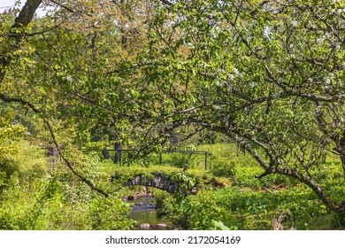 Old Footbridge In A Garden With Lush Trees