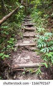 old footpath at a forest