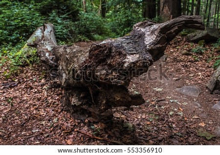 Old forest