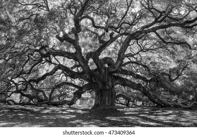 Old forest in black and white â?? Old scary, spooky forest in monochrome with trees that are 1000 years old, Charleston SC