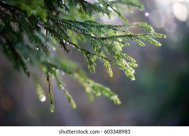 Old forest with moss covered trees and rays of sun in summer. close up shot