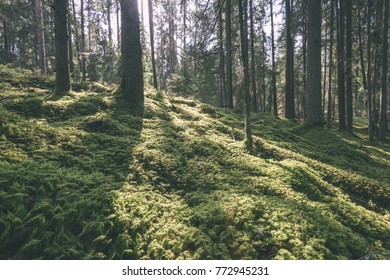 Old forest with moss covered trees and rays of sun in summer - vintage retro look