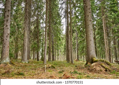 640,060 Spruce forest Images, Stock Photos & Vectors | Shutterstock