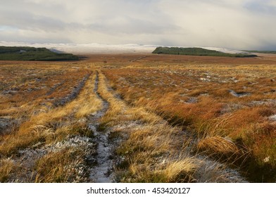 Old Forestry Ride In Restored Peatland, Forsinard Reserve Scotland/