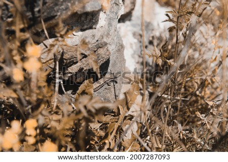 Similar – Image, Stock Photo No Coke in Angola! Stone