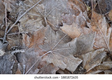 old frozen Leafs in the Forest