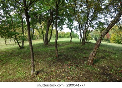 Old Fruit Orchard With Unproductive Trees View On Self-seeding Trees