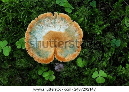 An old fruiting body of a wild edible mushroom Orange milkcap growing in a Spruce forest in Estonia, Northern Europe
