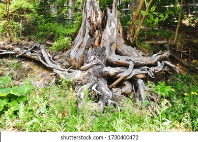 Old Funny Stump With Tangled Roots. Aged Rotten Tree With Twisted And Tangle Root In Summer Forest