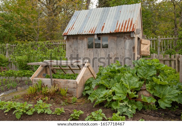 Old Garden Shed and Cold Frame on an Allotment with\
Home Grown Organic Rhubarb in a Vegetable Garden in Rural Devon,\
England, UK