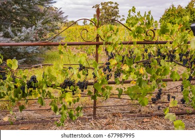 Old Gate At The Entrance To The Historical Steike Home At Gibson's Cellar Door, Baroosa Valley, South Australia