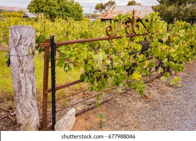 Old Gate At The Entrance To The Historical Steike Home At Gibson's Cellar Door, Baroosa Valley, South Australia