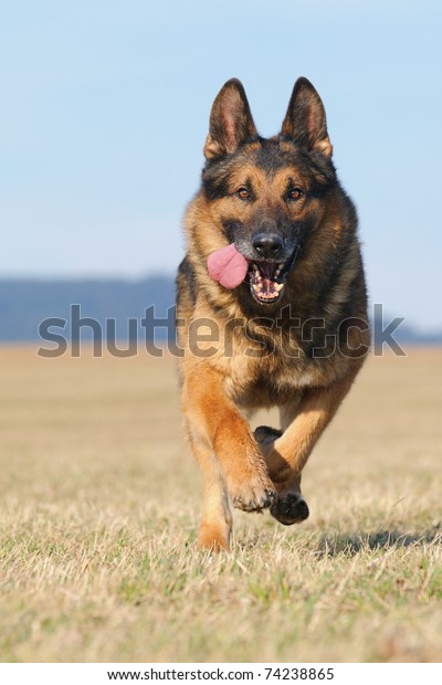 Suchen Sie Nach Alter Deutscher Schaferhund Mit Grauem Schneehund Stockbildern In Hd Und Millionen Weiteren Lizenzfreien Stockfotos Illustrationen Und Vektorgrafiken In Der Shutterstock Kollektion Jeden Tag Werden Tausende Neue Hochwertige