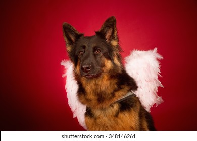 Old German Shepherd Dog With Angel Wings In Christmas Setting 