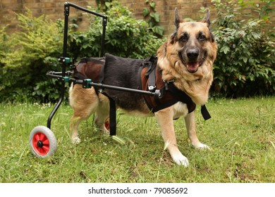 Old German Shepherd Dog Suffering With Arthritis Moving About With Aid Of Wheels