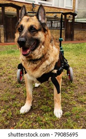 Old German Shepherd Dog Suffering With Arthritis Moving About With Aid Of Wheels