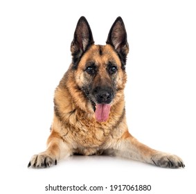 Old German Shepherd In Front Of White Background