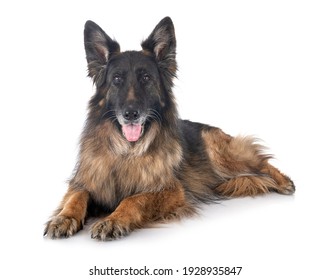 Old German Shepherd In Front Of White Background