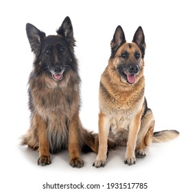 old german shepherds in front of white background
