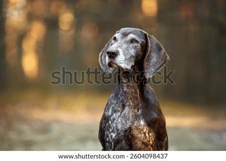 old german shorthaired pointer dog portrait outdoors
