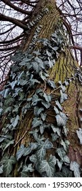 Old Giant Baldcypress Tree - Taxodium Distichum