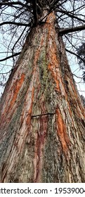 Old Giant Baldcypress Tree - Taxodium Distichum