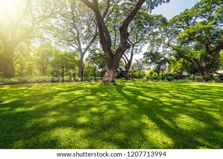 Old and giant big tree on a green field with sunlight afternoon.Thailand